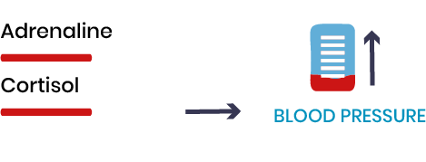 High adrenaline and cortisol raise blood pressure.