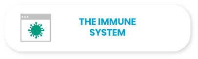 The immune system.